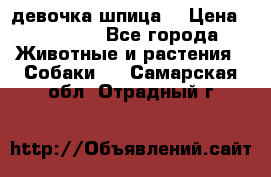 девочка шпица  › Цена ­ 40 000 - Все города Животные и растения » Собаки   . Самарская обл.,Отрадный г.